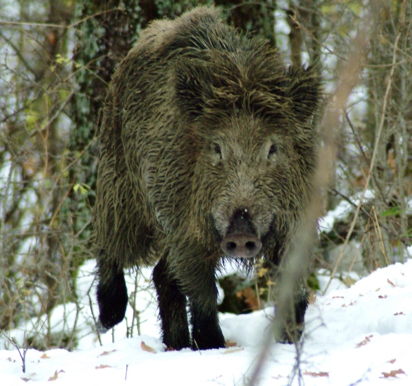 cinghiale